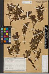 Foto von Salix waldsteiniana Willd.